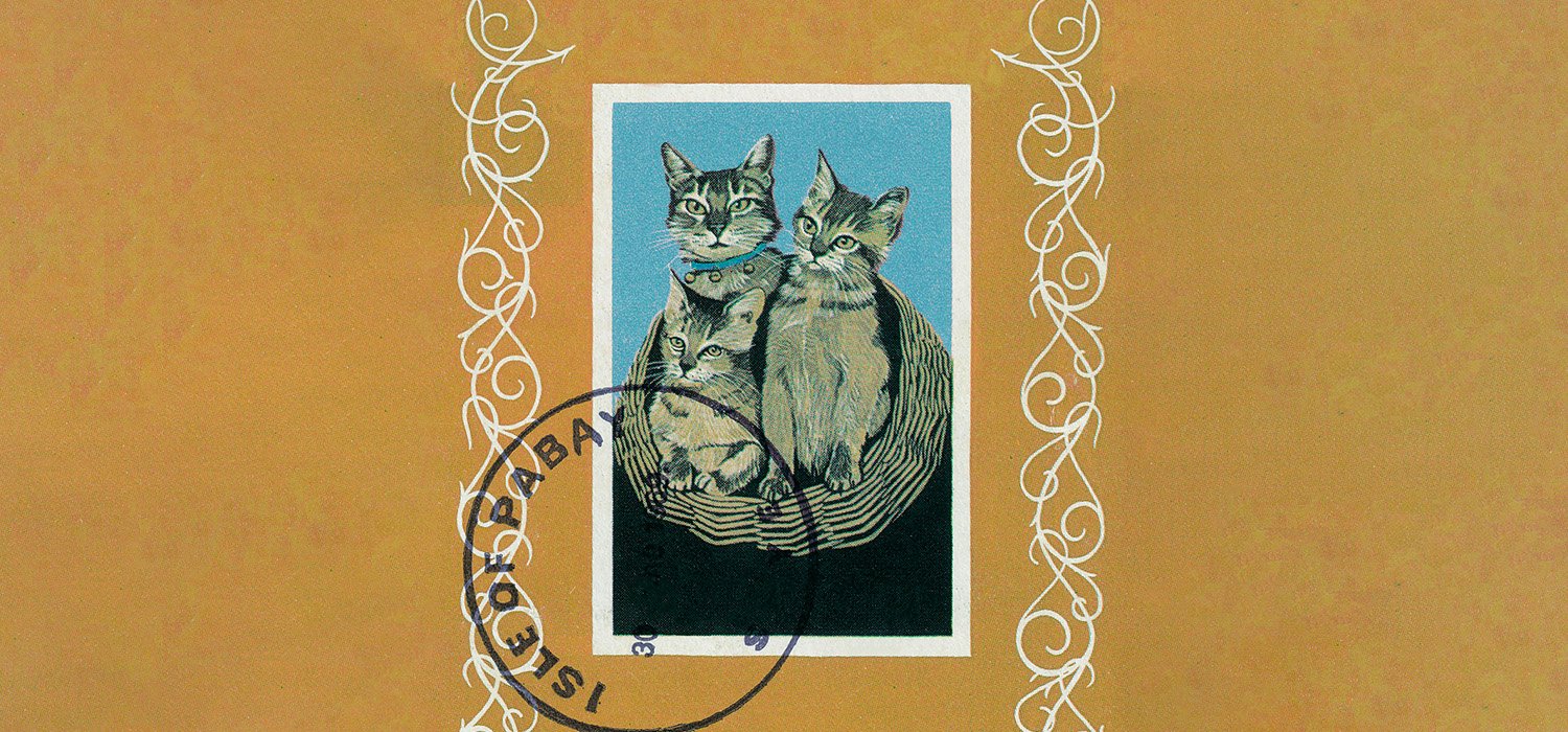 Порез на собаке